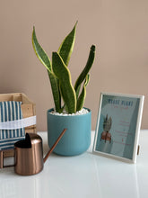 Load image into Gallery viewer, Plant it Gift Basket