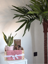 Load image into Gallery viewer, Indoor plants and a decorative box on a white surface with a plain wall background
