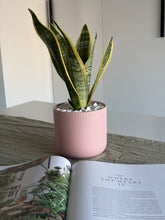 Load image into Gallery viewer, Potted snake plant in a pink pot on a table with an open book
