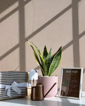 Load image into Gallery viewer, Plant it Gift Basket
