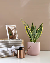 Load image into Gallery viewer, Plant it Gift Basket
